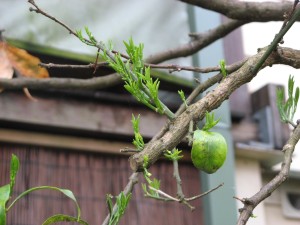 kumquat regrowth