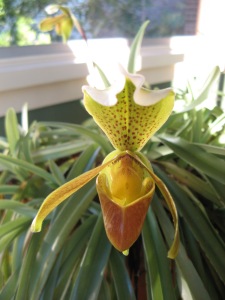 Slipper Orchid