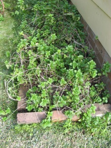 overgrown mint
