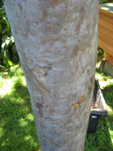possum scratches on gum tree