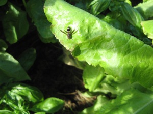 Wasp on lettuce