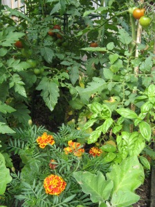 Basil and marigold in the tomatoes