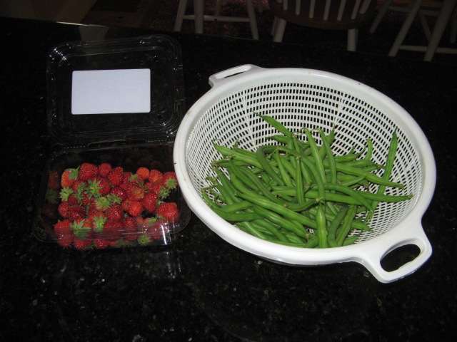 Beans & strawberries - a small portion of the daily harvest