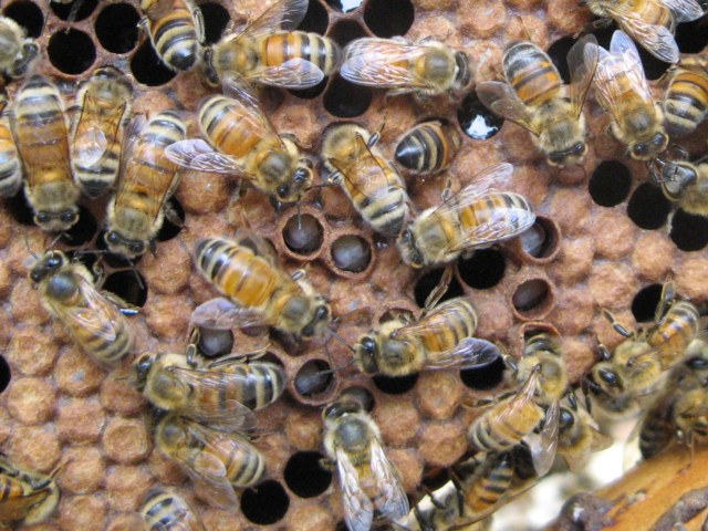 Capped worker brood with several murdered, uncapped drone cells