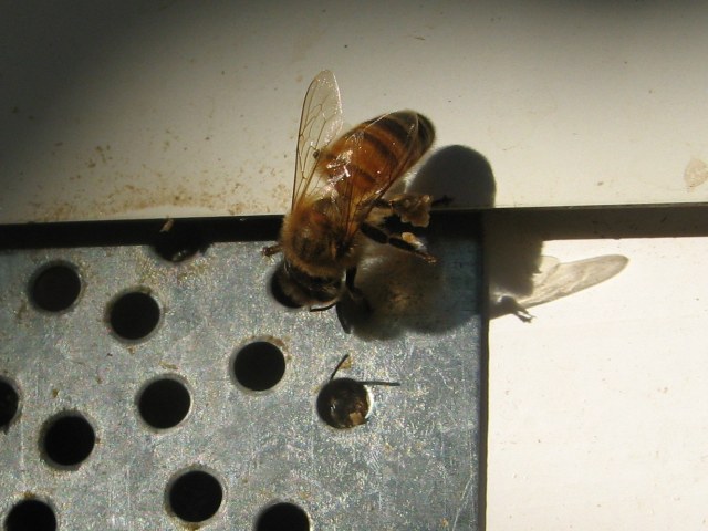 Bee with propolis in her pollen baskets