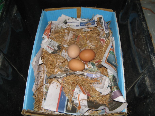 Bronwyn, Rosie and Isabel's eggs all cosily in their new nest box